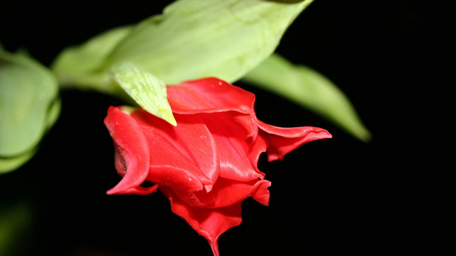 Red Flower in Black820421760